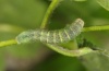 Xestia triangulum: Young larva (eastern Swabian Alb, Southern Germany, September 2011) [M]