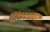 Xestia triangulum: Half-grown larva (eastern Swabian Alb, Southern Germany 2010) [S]