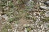 Calamia tridens: In dem weitgehend abgestorbenen Grasbüschel im Vordergrund wurde eine ausgewachsene Raupe gefunden (Ostalb, 9. Juli 2013) [N]