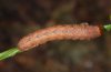 Polia trimaculosa: Halbwüchsige Raupe (Nordschwarzwald, Anfang Oktober 2010) [M]