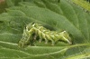 Abrostola tripartita: Larva (e.l. Upper Rhine 2012) [S]