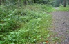 Abrostola tripartita: Larvalhabitat in einem Brennesselsaum in einem feuchten Wald am Oberrhein im September 2012. [N]