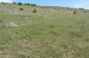 Euclidia triquetra: Habitat (NW-Bulgarien, Oblast Sofia, Buchin Prohod, 750m, Anfang Juni 2018) [N]