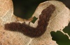 Trisateles emortualis: Larva (Upper Rhine, September 2011) [S]