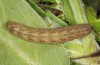 Polymixis trisignata: Larva (e.l. rearing, Cyprus, Paphos, Arkoursos, half-grown larva in late February 2018) [S]