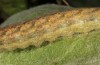 Polymixis trisignata: Larva (e.l. rearing, Cyprus, Paphos, Arkoursos, half-grown larva in late February 2018) [S]