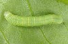 Polymixis trisignata: Half-grown larva (breeding photo, W-Cyprus, 2018) [S]