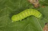 Polymixis trisignata: Half-grown larva (Cyprus, Paphos, Arkoursos, late February 2018) [S]