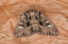 Polymixis trisignata: Male (e.l. rearing, Cyprus, Paphos, Coral Bay, larva in late February 2018) [S]