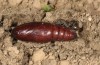 Polymixis trisignata: Pupa (e.l. rearing, Cyprus, Paphos, Coral Bay, larva in late February 2018) [S]