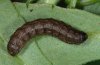 Agrotis trux: Larva (La Gomera) [S]