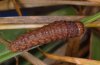 Mythimna turca: Larva (eastern Swabian Alb, Southern Germany, e.l. 11.2010) [S]