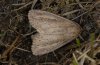 Nonagria typhae: Weibchen (e.l. Vorarlberg) [S]