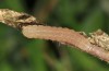Pseudenargia ulicis: Half-grown larva (e.l. S-Spain, Sierra Nevada, larva in late March 2019) [S]