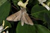 Cucullia umbratica: Adult (Illerbeuren near Memmingen, S-Germany, June 2014) [N]