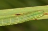 Deltote uncula: Larva (S-Germany, Leutkirch, late August 2019) [M]