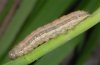 Mythimna unipuncta: Half-grown larva (La Gomera, December 2011) [M]