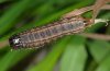 Mythimna unipuncta: Larva (La Gomera, December 2011) [M]