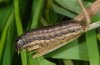 Mythimna unipuncta: Larva (La Gomera, December 2011) [M]