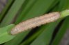 Mythimna unipuncta: Half-grown larva (La Gomera, December 2011) [M]