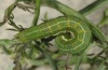 Mniotype usurpatrix: Half-grown larva (Tenerife, Anaga, 200m above sea level, March 2012) [M]