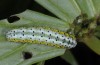 Euchalcia variabilis: Larva (eastern Swabian Alb, May 2013) [N]