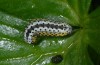 Euchalcia variabilis: Half-grown larva (eastern Swabian Alb, May 2013) [M]