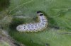 Euchalcia variabilis: Half-grown larva [S]
