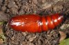 Mythimna velutina: Pupa [S]