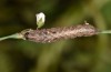 Elaphria venustula: Raupe (Ungarn, Dabas, September 2019) [S]