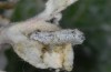 Earias vernana: Larva (N-Greece, Paralia near Katerini, late June 2013) [M]