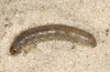 Agrotis vestigialis: Larva (NW-Germany, Ostfriesland, Schillig, late April 2022) [S]