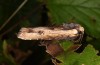 Xylena vetusta: Adult (e.l. rearing, Greece, Lesbos Island, larva in May 2019) [S]