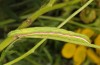 Eucarta virgo: Larva (E-Germany, Saxony, Oberlausitz, mid-August 2017) [S]