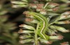 Eucarta virgo: Half-grown larva (E-Germany, Saxony, Oberlausitz, mid-August 2017) [M]