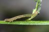 Phytometra viridaria: Young larva (e.o. Lechtal, Tyrol, 2010) [S]
