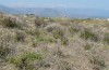 Condica viscosa: Larvalhabitat (Kreta, Rethimno, Mai 2013) [N]