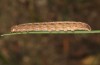Thalpophila vitalba: Larva (e.l. rearing, Spain, Sierra de Gredos, young larva in mid-October 2021) [S]