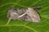 Vittaplusia vittata: Adult (e.l. rearing, Tenerife Island, Puerto de la Cruz, larva in early December 2017) [S]