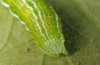 Vittaplusia vittata: Larva (e.l. rearing, Tenerife Island, Puerto de la Cruz, larva in early December 2017) [S]