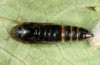 Vittaplusia vittata: Pupa (e.l. rearing, Tenerife Island, Puerto de la Cruz, larva in early December 2017) [S]