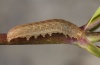 Hadena vulcanica: Half-grown larva (e.l. Olympus, August 2012) [S]