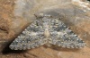 Hadena vulcanica: Female (e.l. Olympus, Greece, larva in early August 2013 [S]
