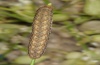 Hadena vulcanica: Larva (e.l. Olympus 2012) [S]