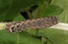 Noctua warreni: Raupe (e.l. W-Zypern, Paphos forest, Raupe im Februar 2018) [S]