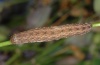 Hadena wehrlii: Larva (e.l. Northern Greece, Kastoria, July 2011) [S]