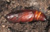 Phlogophora wollastoni: Puppe (e.l. Paul da Serra 2013) [S]