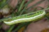 Cucullia xeranthemi: Larva [S]