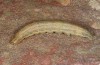 Leucania zeae: Raupe (e.l. Sardinien, Oristano, Raupe Anfang Oktober 2018) [S]