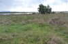 Leucania zeae: Larval habitat with reed (Italy, Sardinia, Oristano, early October 2018) [N]